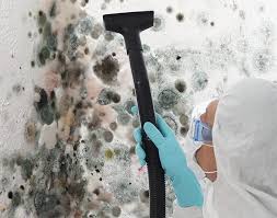 Best Basement Mold Removal  in USA